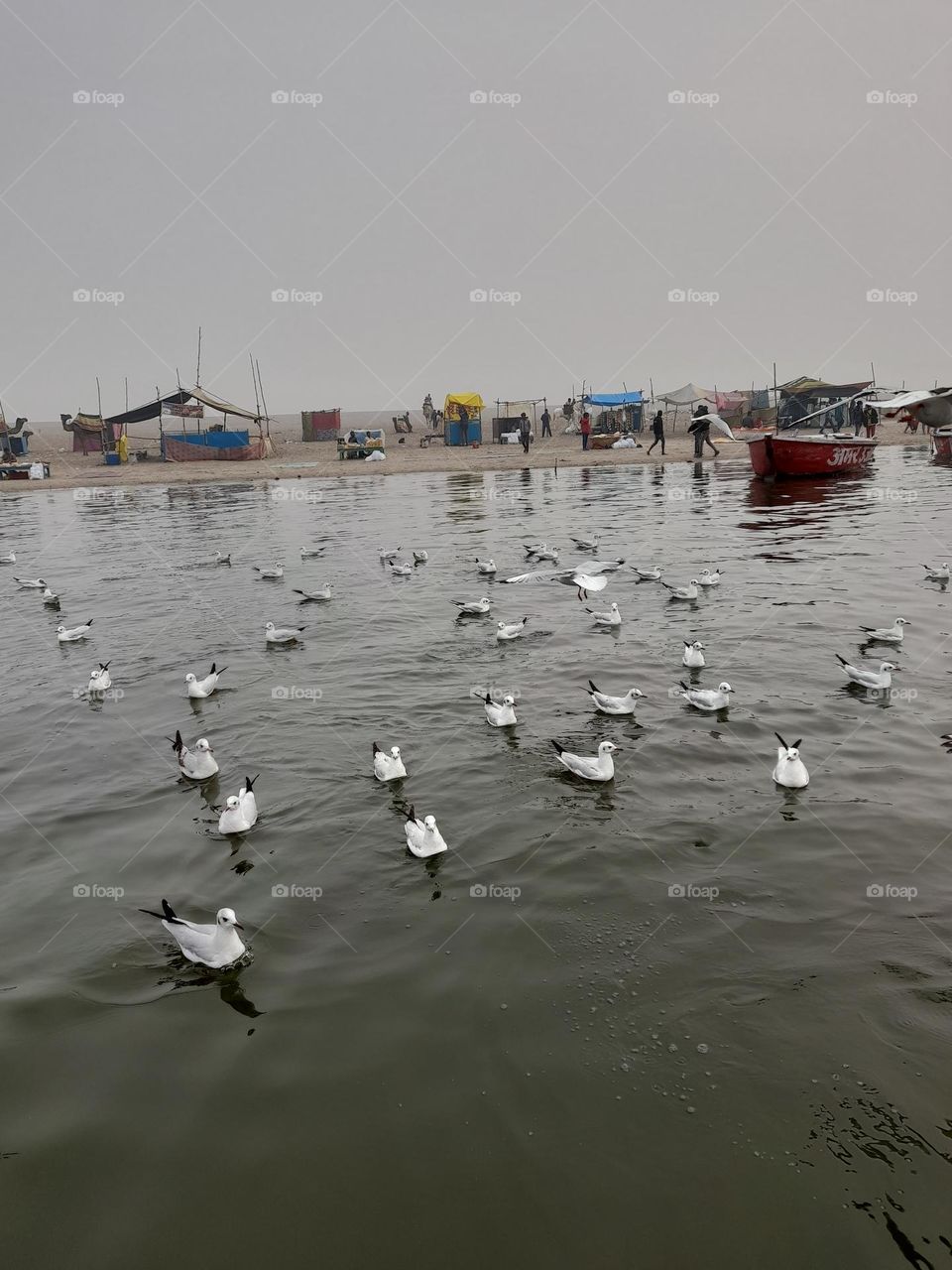 Birds in motion paint the sky with fluid grace, soaring effortlessly through the air.