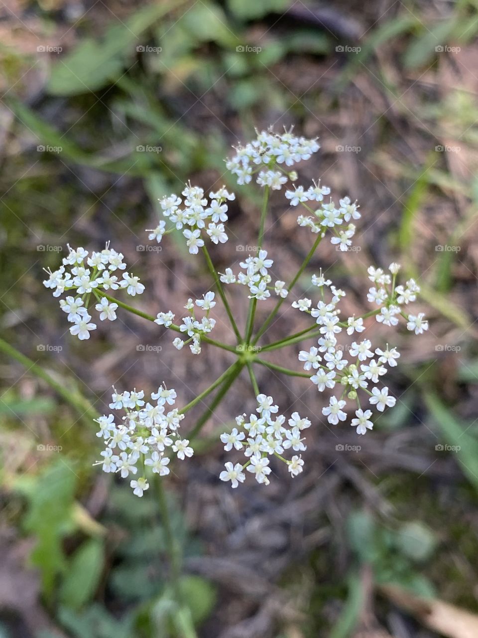 Amazing 😍🌸💚📸
