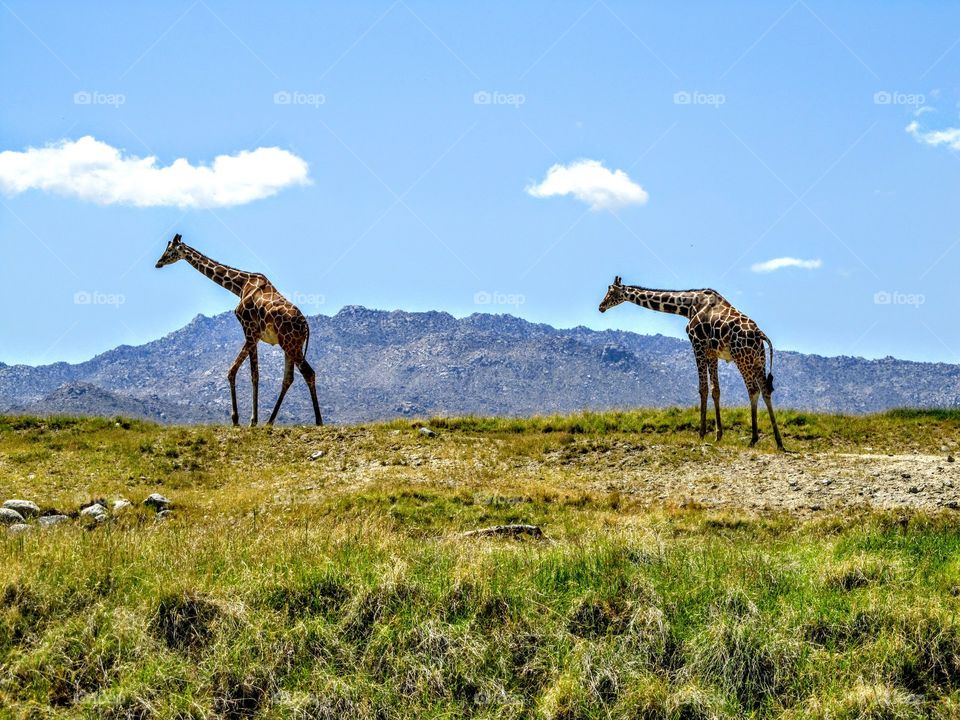 giraffes at Palm DESERT WILD ANIMAL PARK