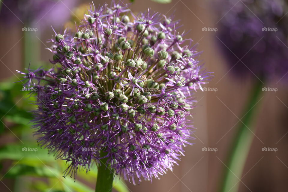 Flora, Nature, Flower, No Person, Summer