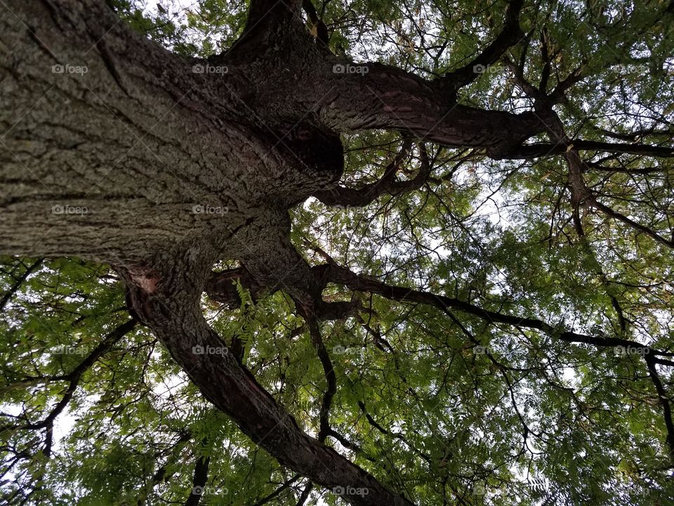 Low angle view of tree branches