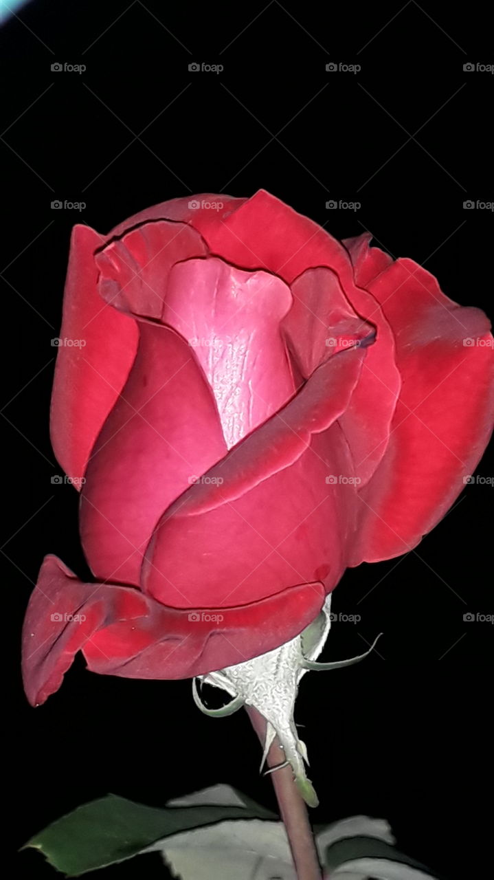red rose in the night