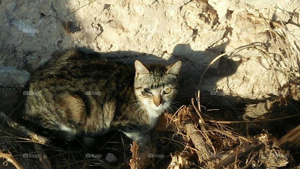 Beautiful cat looking at camera.