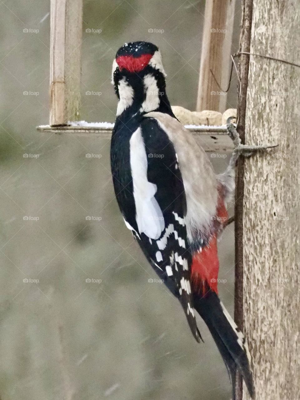 Woodpecker
