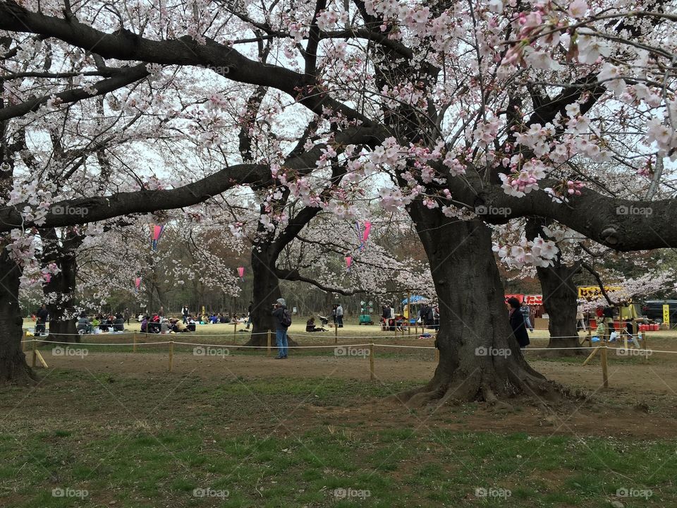 cherry blossoms festival
