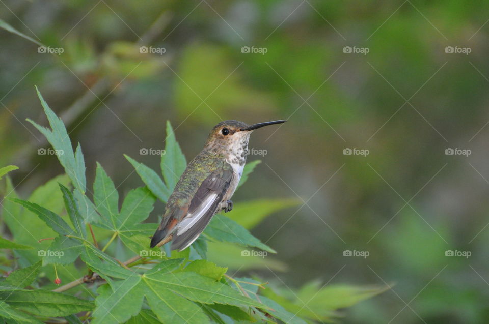 Perched hummingbird