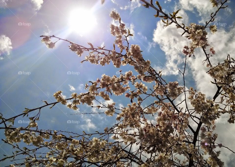 sunny blossoms