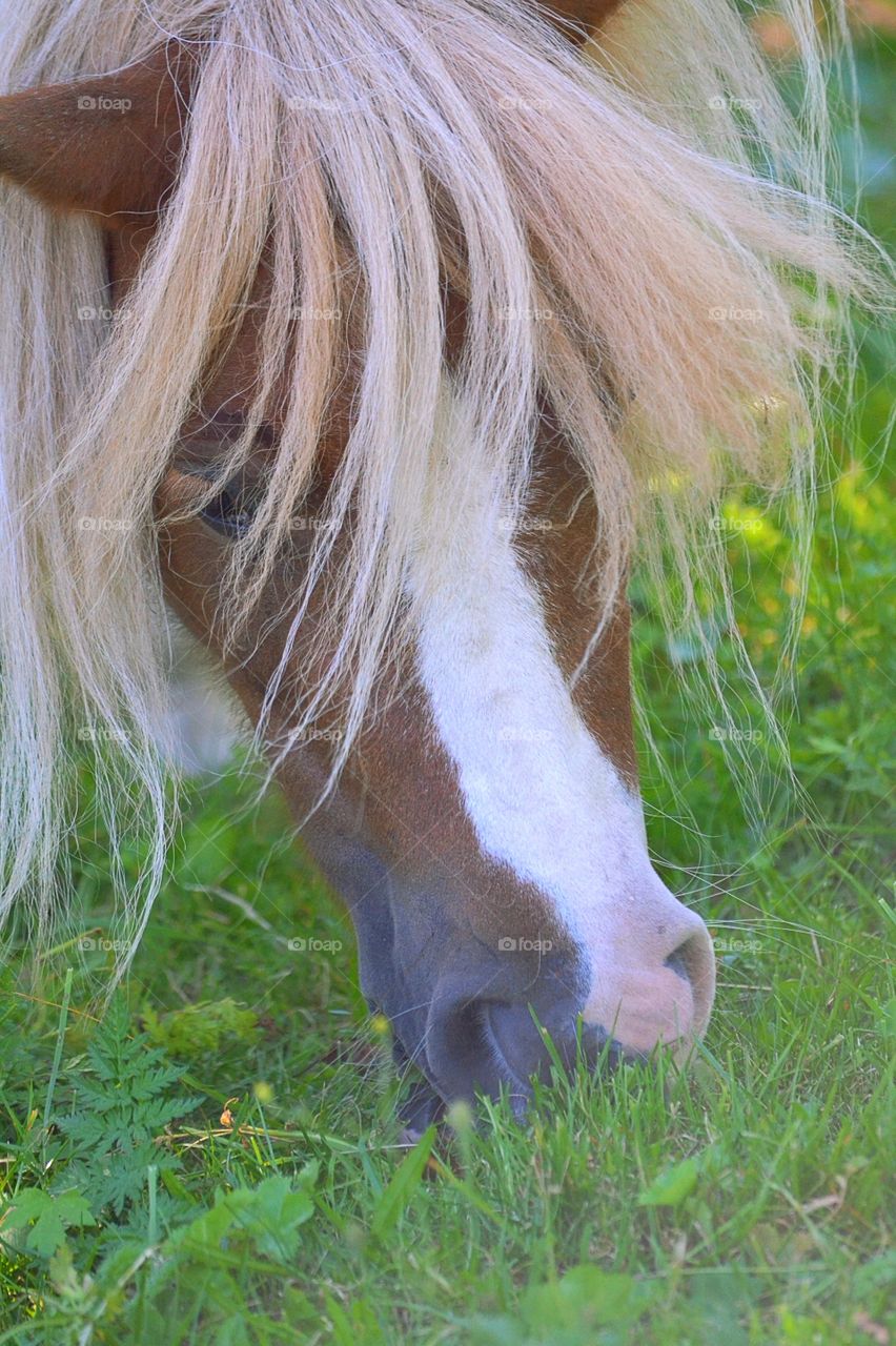 Cute pony