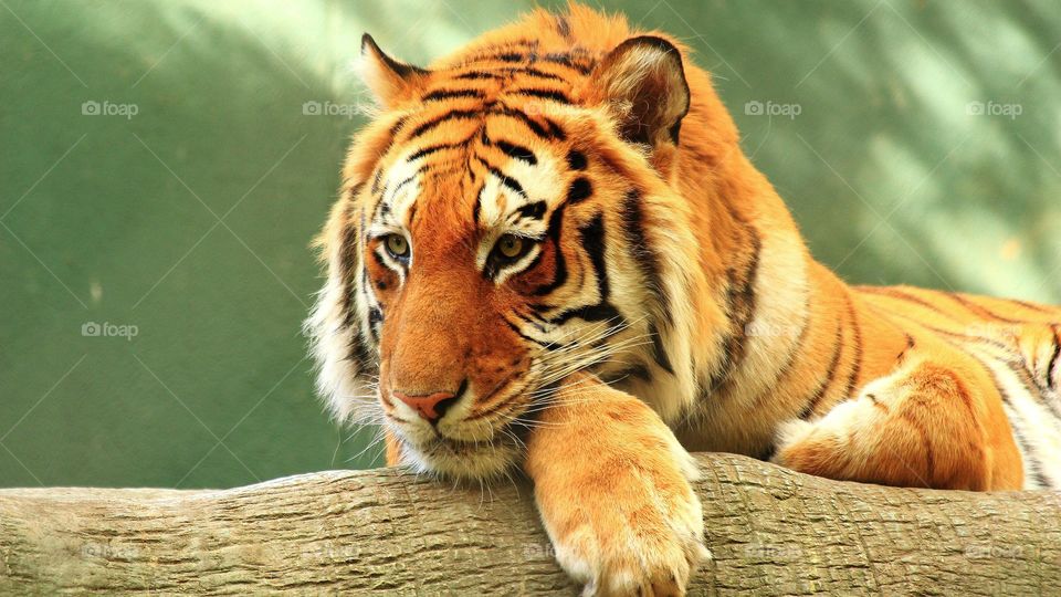 Tiger best Image