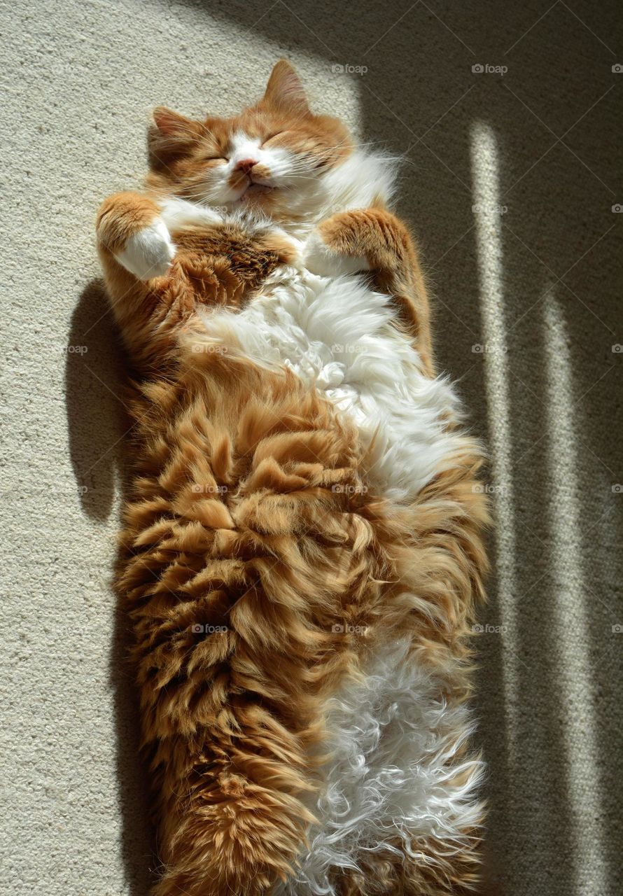 ginger cat funny sleeping home in sunlight top view