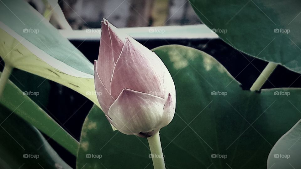 Bualuang lotus flower