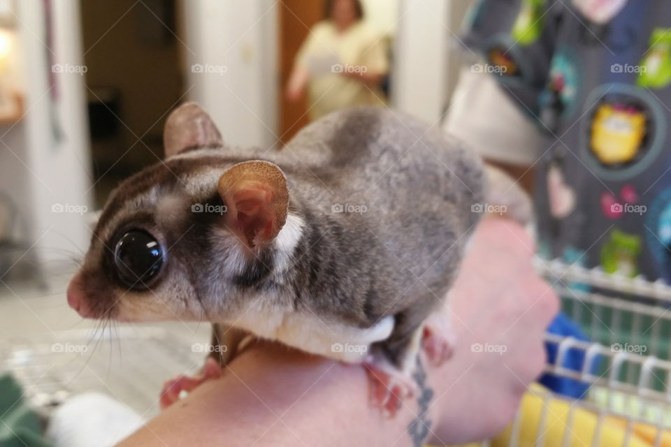 Bring your sugar glider to work day