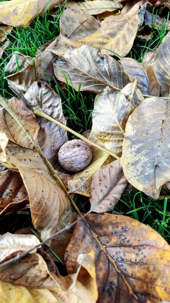 walnut on leaves in the garden