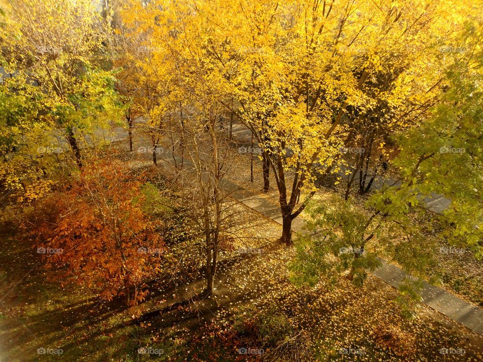 Fall, Leaf, Wood, Tree, Landscape