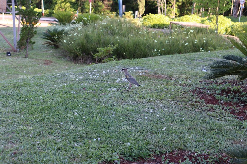 Pássaro na natureza