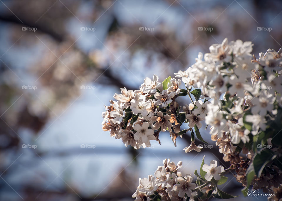 flower