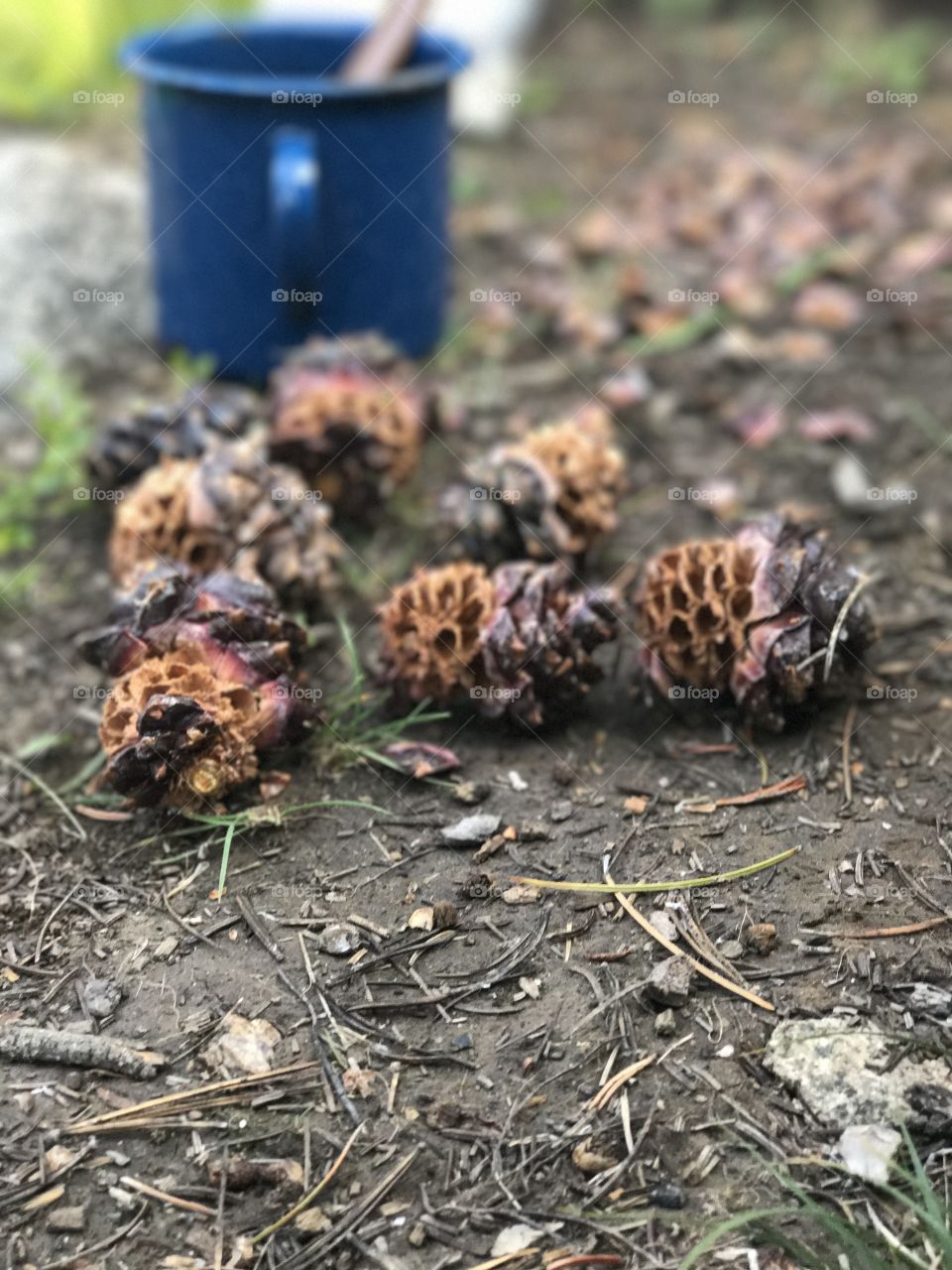 Pine Cones and Mug