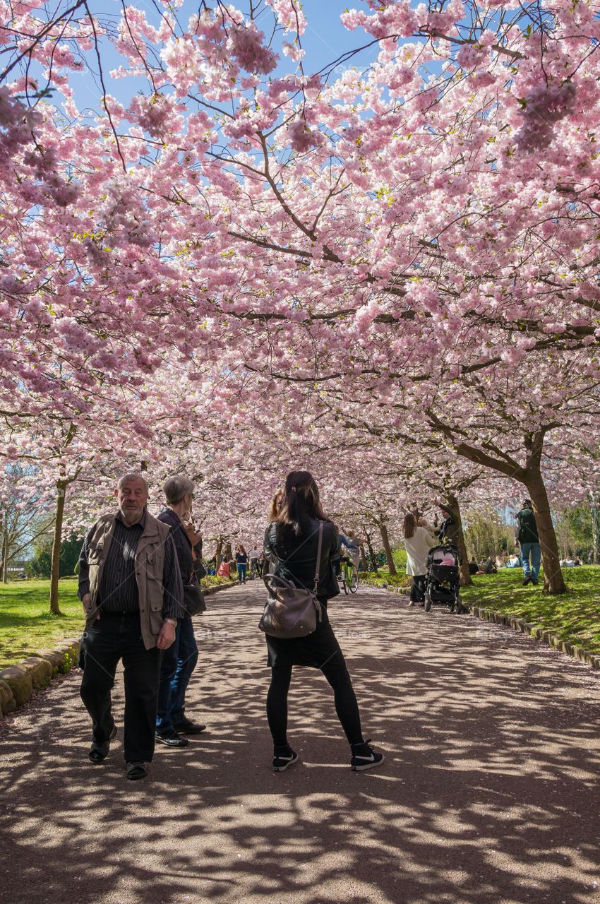 Pink park 