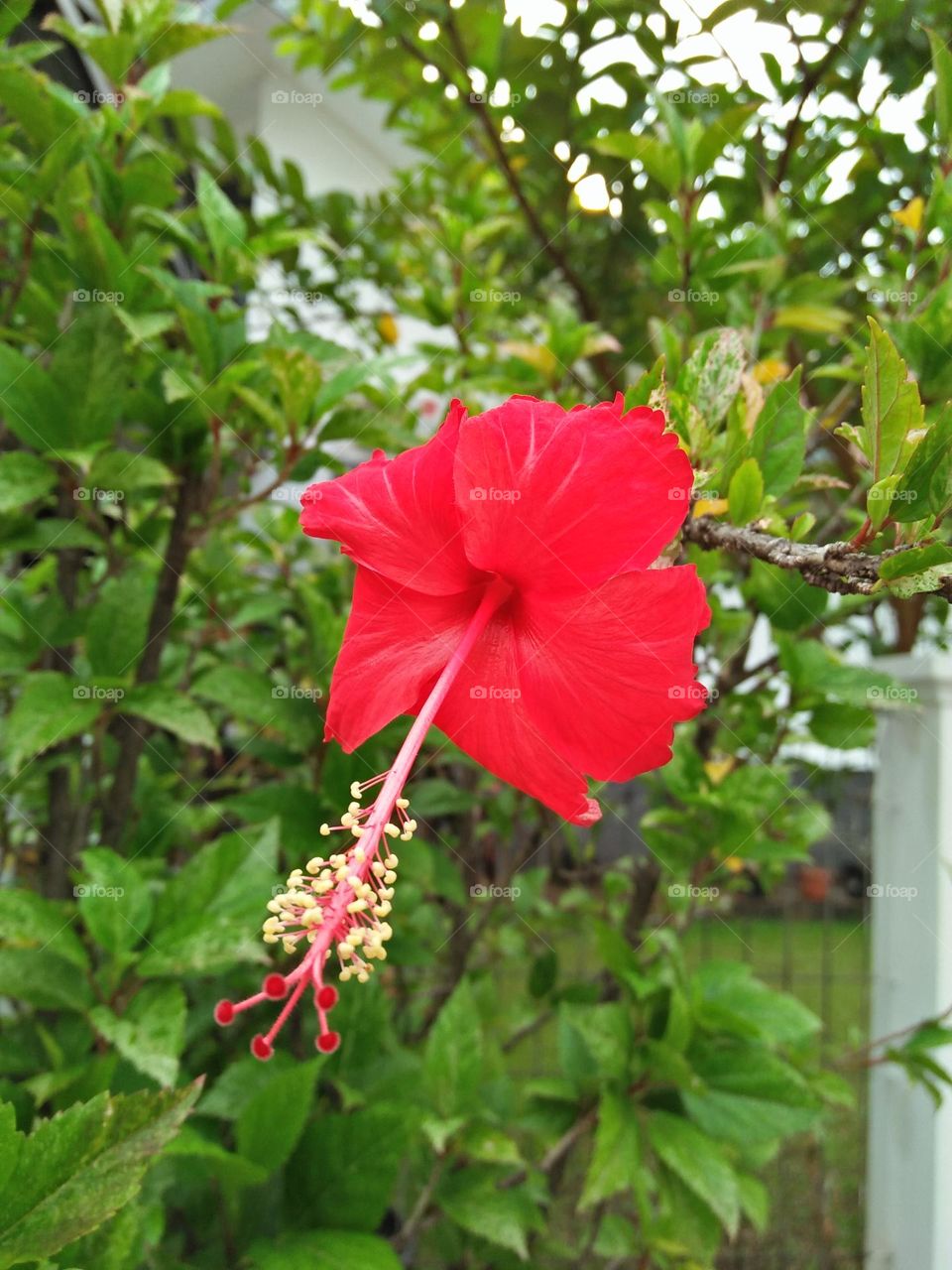 flower in red