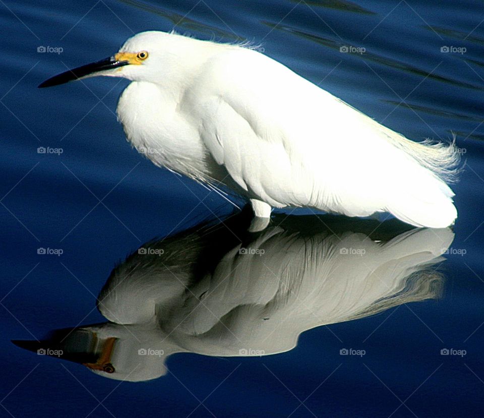 Reflection of a Snowy Egret