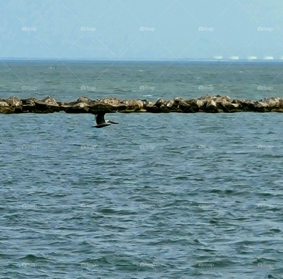 Pelican in flight