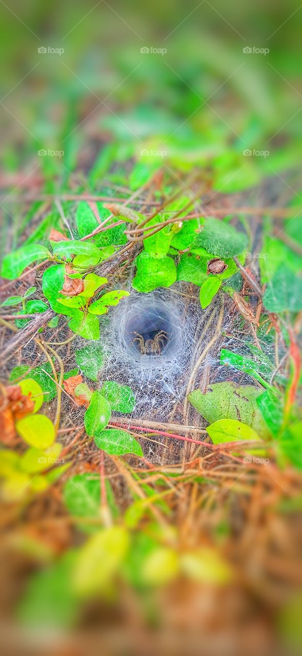 a little spider in a beautiful spider web