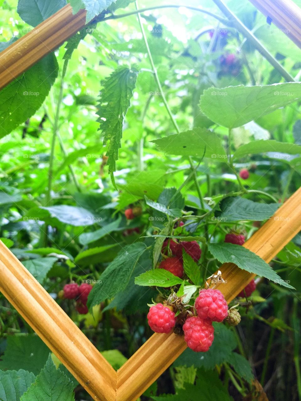 Summer.  A green raspberry bush with a wooden picture frame.  Live still life.  Red raspberries hanging from the frame