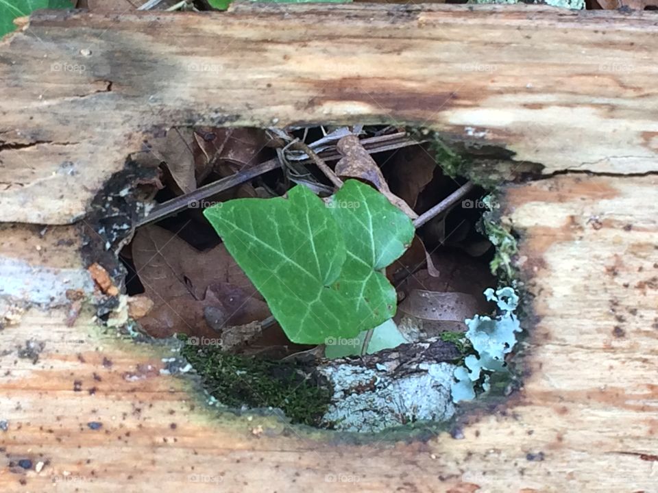 Leaf in a trunk hole
