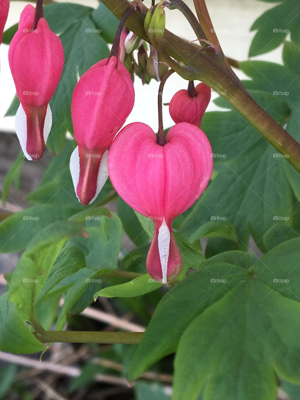 Bleeding heart flower