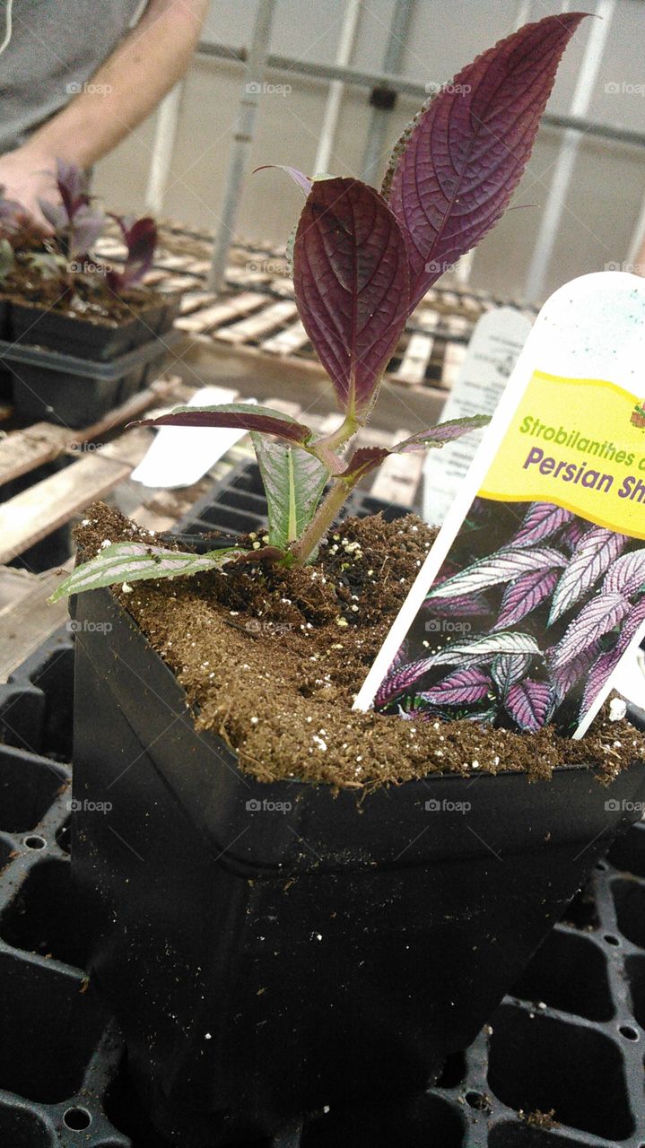 "Crooked Coleus."
While working at my family's business, I came across a Coleus which appears to have a crooked stem.