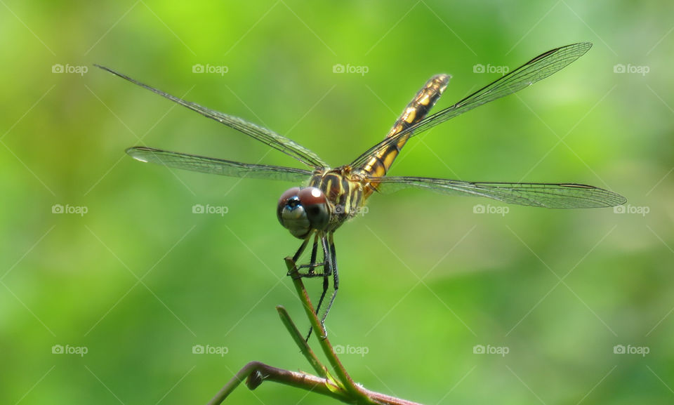 Another dragonfly