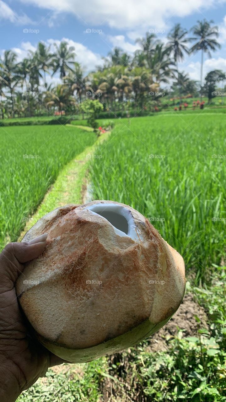Young coconut with rice field background