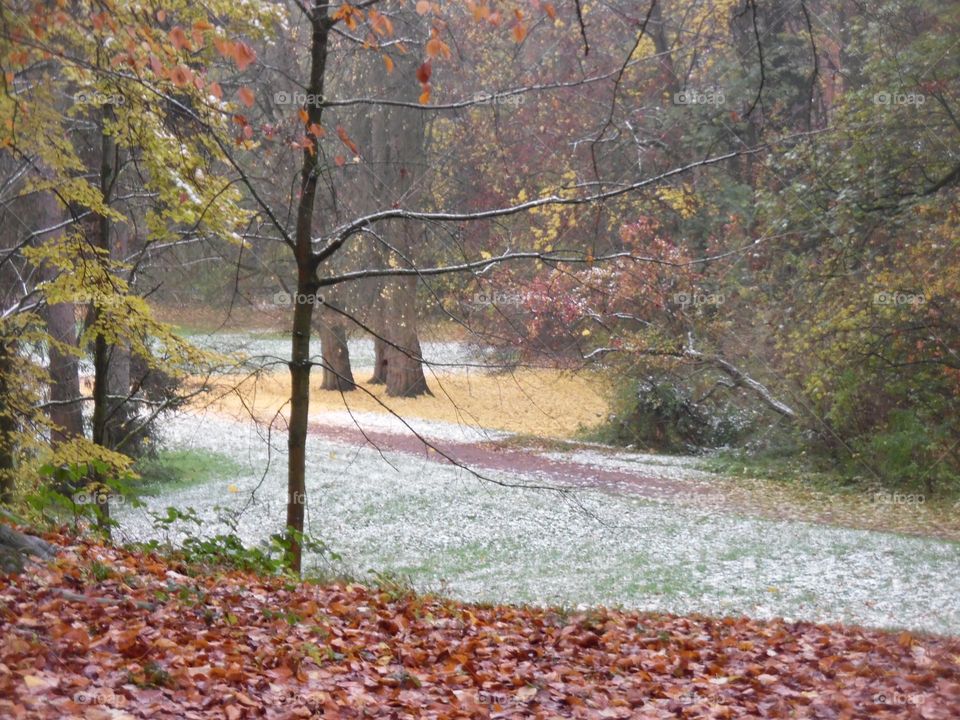 Automne , parc de la Louvière