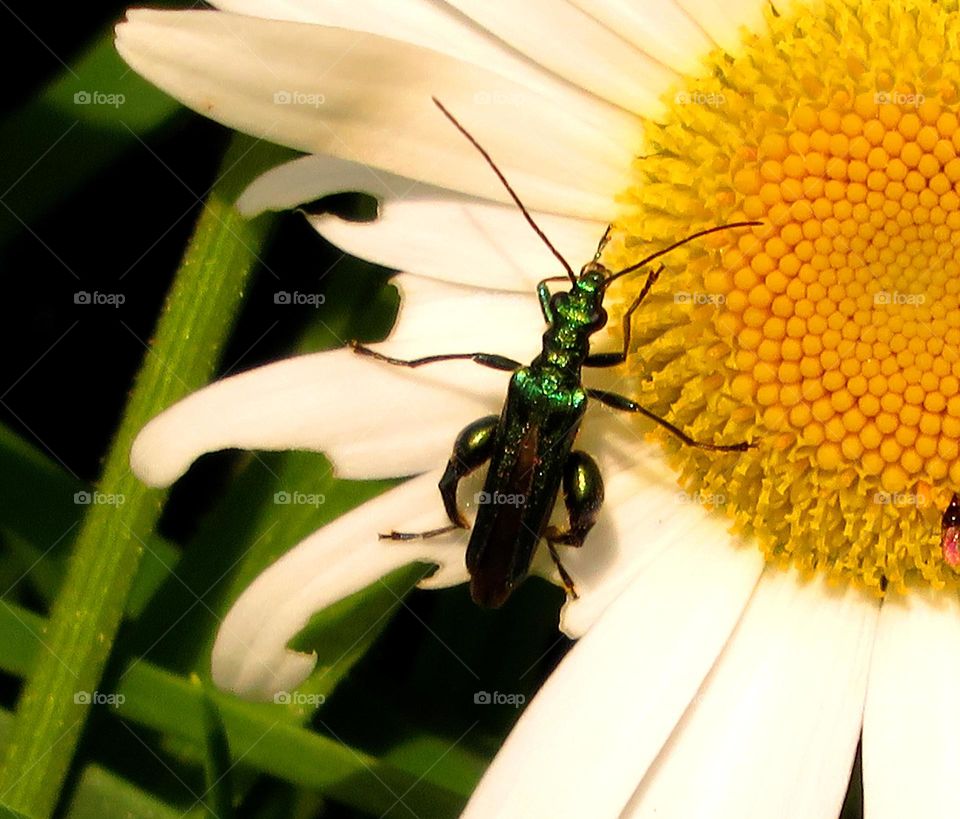 bug on daisy