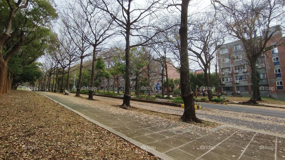 dead trees and fallen leaves on the street in autumn