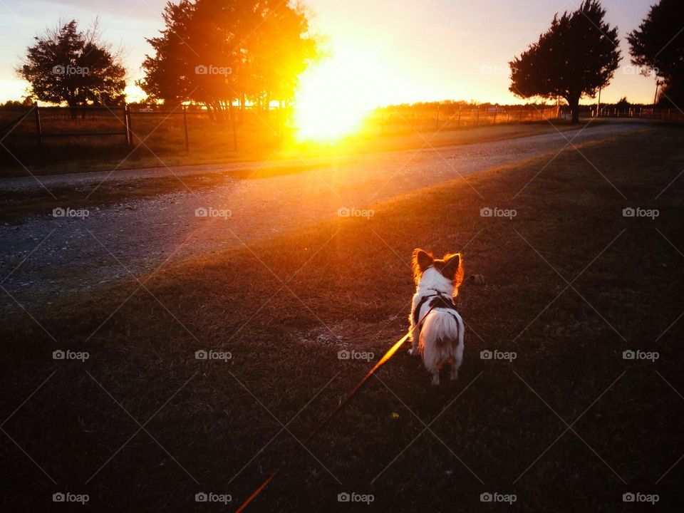 Walking the Dog and watching the sunset