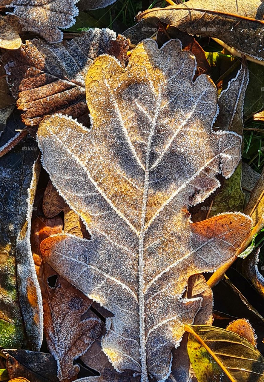 Frosty leaf