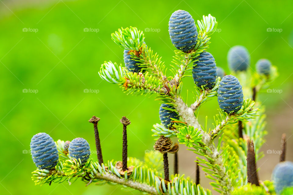 closeup view of the Korean fir cones on a green blurred background