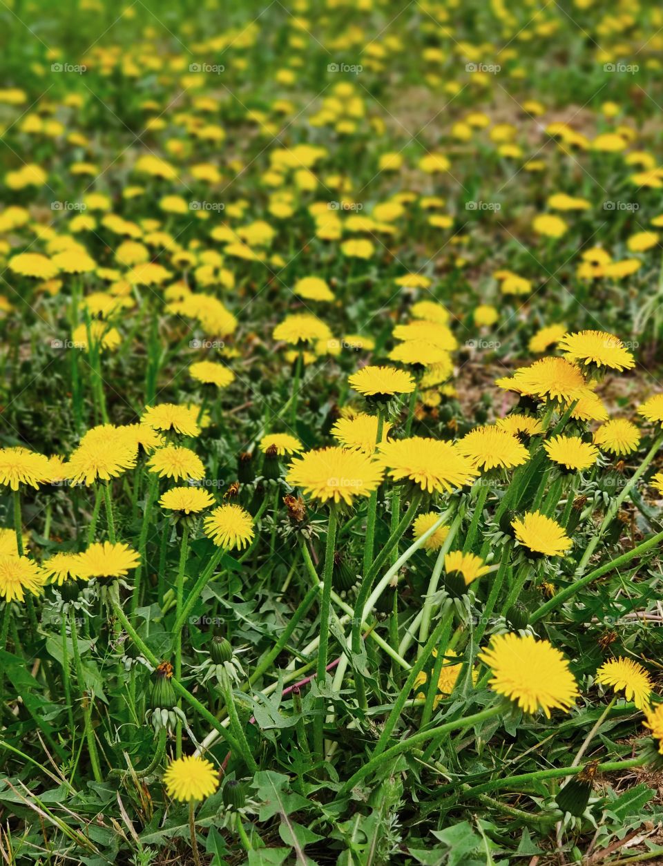Dandelion field