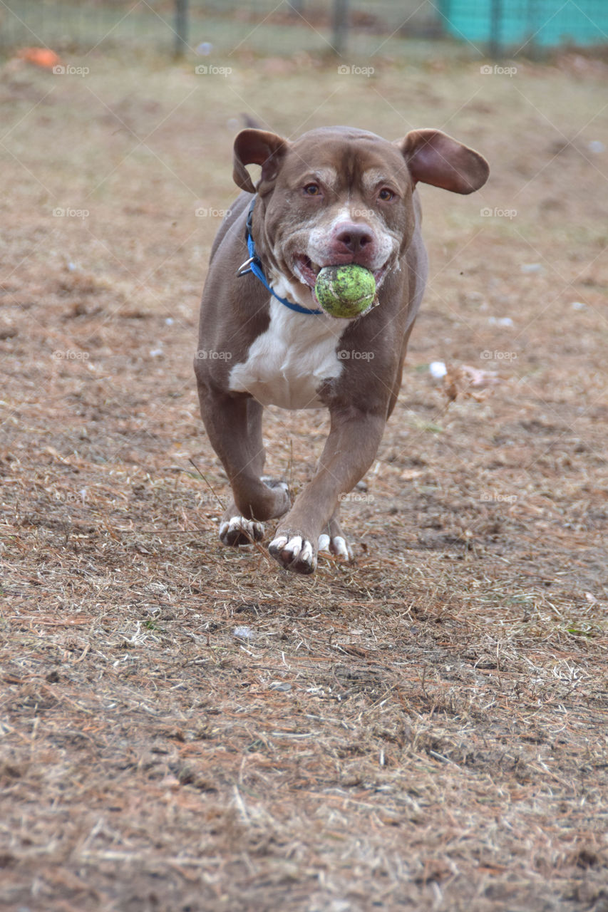 Don't shop, adopt! Promoting senior shelter pet adoption, mixed breed dog happy, playing fetch