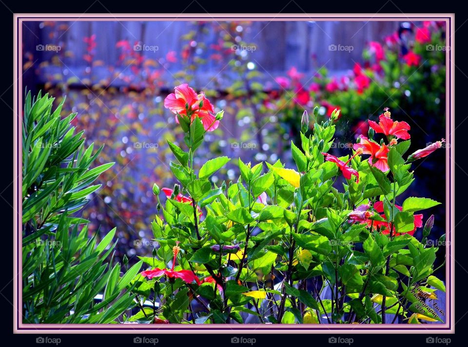 Garden, Flower, Nature, Flora, Blooming