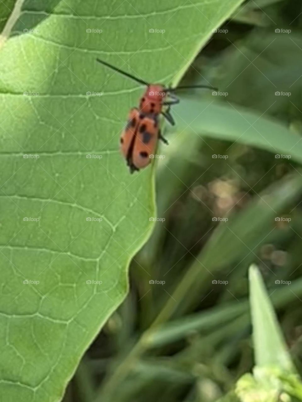 Milkweed beetle 
