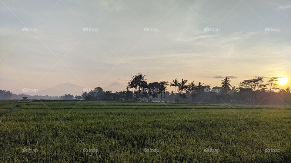 Sunrise in the suburban rice fields