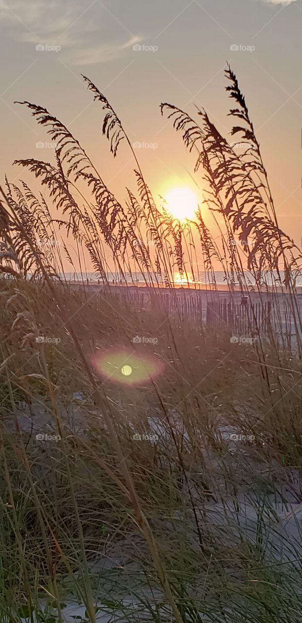 Caught the sunrise through the reeds... so beautiful. Hilton Head Island, SC