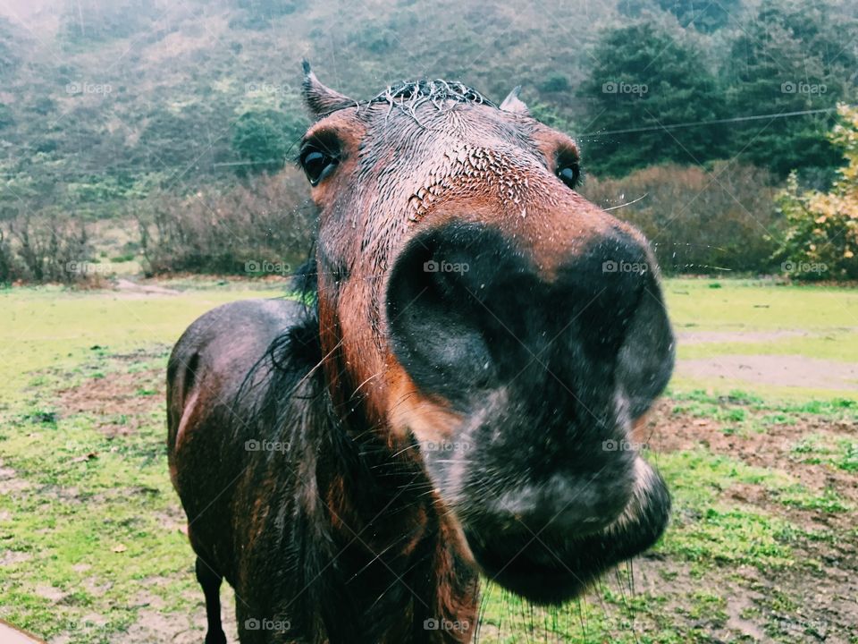 Horse sniffing the camera 