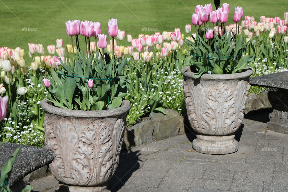 Potted tulips 