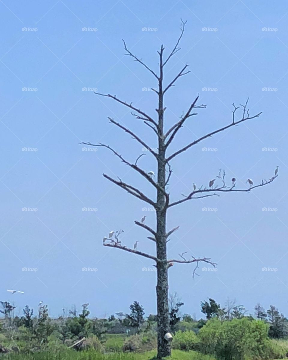 Tree birds