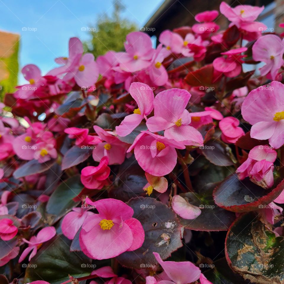 Vibrant Pink Begonia Against Blue Sky in Macro View