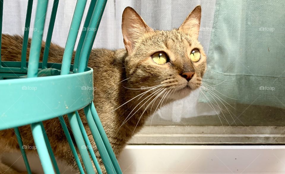 Cool green Cat eyes in sunlight