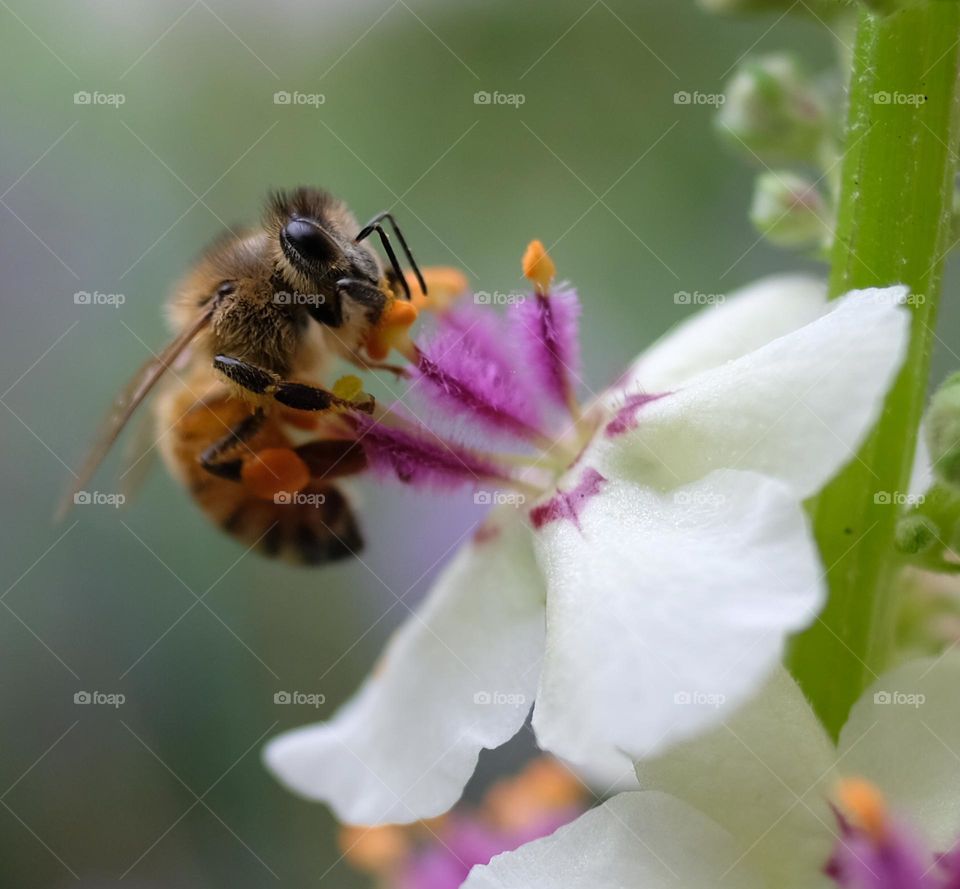 Honey Bee on the pollinated flower 